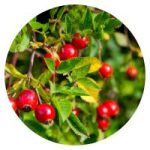 BMT® Kurkumin MIKROKAPSZULÁZOTT