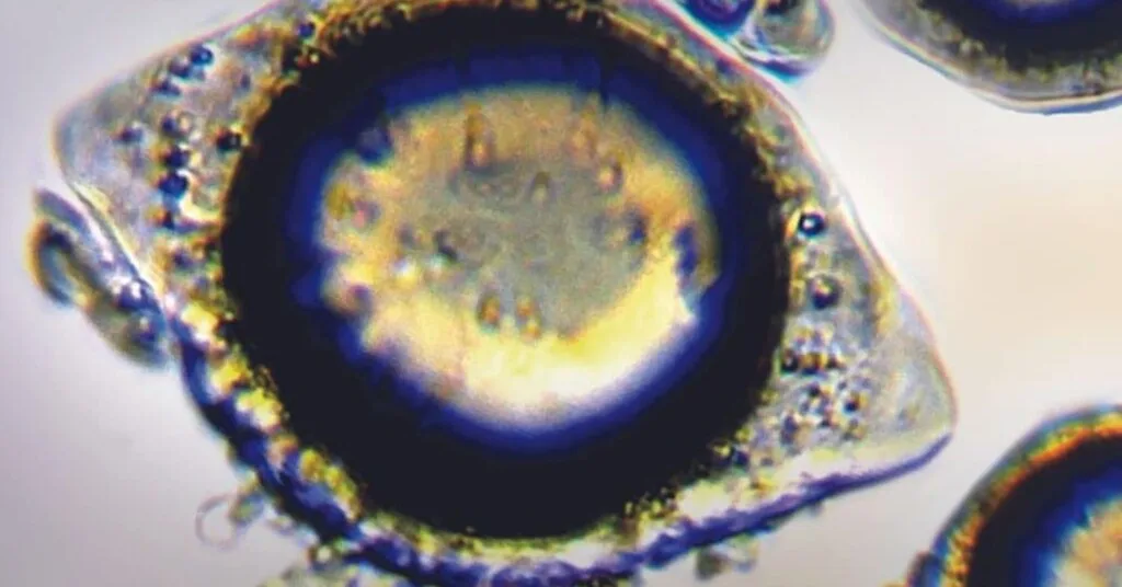 BMT® Vitamin D3 MICROENCAPSULATED + BMT® Vitamin C MICROENCAPSULATED