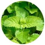 Relax + Noni with Grape + Max Fruit King 300 ml (ajándék)